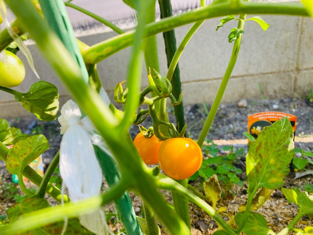 大きく成長した綺麗なミニトマト